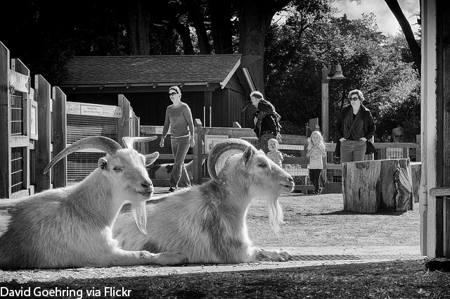 Two goats at a petting zoo