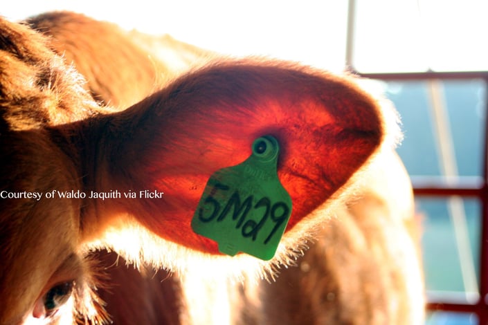 A cows earmark