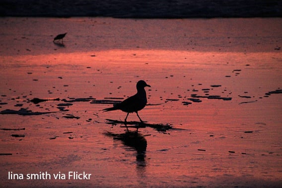 A seagull on the ocean 